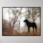 Conservation Canine "Scooby" Picture/Print