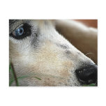 Contemplation Postcard