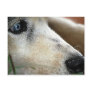 Contemplation Postcard