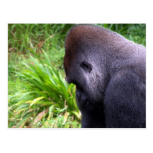 Contemplation Postcard