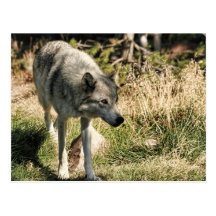 Contemplation Postcard