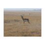 Contemplative Antelope Postcard
