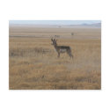 Contemplative Antelope postcards