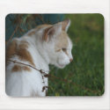 Contemplative Cat Mousepad