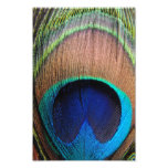 Contemporary Peacock Feather Close-Up Photo Art