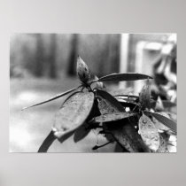 Contrqasting Flower in Black and White Poster