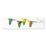 Conures! bumper stickers