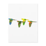 Conures! Post Card
