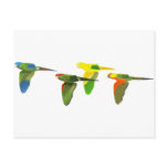 Conures! Postcard