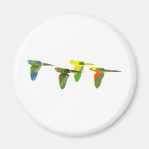 Conures! Refrigerator Magnet