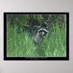 "CONVERSATIONS with a RACCOON" Art Print