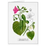 Convolvulaceae spp cards
