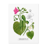 Convolvulaceae spp postcards