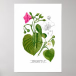 Convolvulaceae spp posters