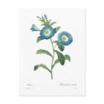 Convolvulus tricolor postcard