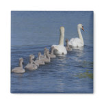 Convoy of Swans