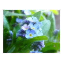 Cool Blue Forget Me Nots Postcards