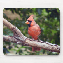 Cool Cardinal Mouse Pads