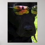 Cool Dog posters