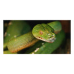 Cool Green Tree Boa Picture Card