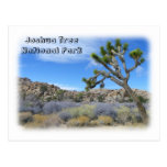 Cool Joshua Tree Postcard!