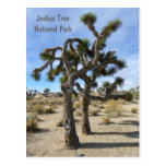 Cool Joshua Tree Postcard!