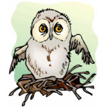 Cool Owl Tees t-shirts