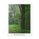 Cool Summer Evening Postcard