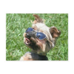 Cool Yorkshire Terrier postcard