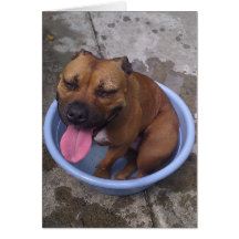 Cooling off on a hot day! greeting cards