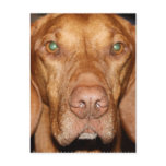 Coon Hound Postcard