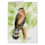 "Coopers Hawk" Greeting Cards