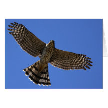 Cooper's Hawk - Joe Sweeney - card
