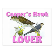 Cooper's Hawk Lover Post Card