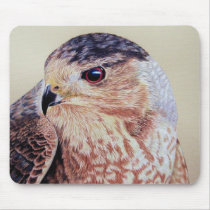 Coopers Hawk