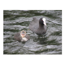 Coot and Chick Postcard