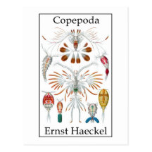 Copepoda by Ernst Haeckel Post Cards