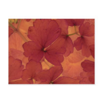 copper7 postcard