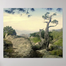 Copper Canyon Tree print