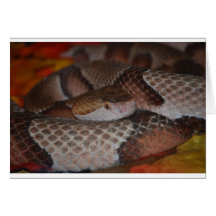 Copperhead Cards
