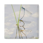 Copulation of Damselflies magnets