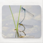 Copulation of Damselflies mousepads