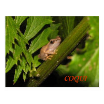 Coqui Postcard postcards