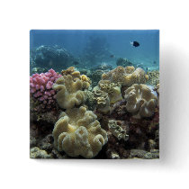 Coral, Agincourt Reef, Great Barrier Reef, Pins