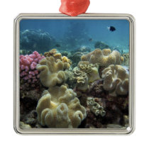 Coral, Agincourt Reef, Great Barrier Reef, Christmas Ornaments