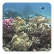 Coral, Agincourt Reef, Great Barrier Reef, Stickers