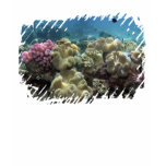 Coral, Agincourt Reef, Great Barrier Reef, t-shirts