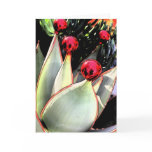 Coral aloe Christmas Greeting Cards