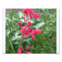 Coral Bells Photograph