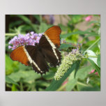 Coral Brown Striped Butterfly Poster
